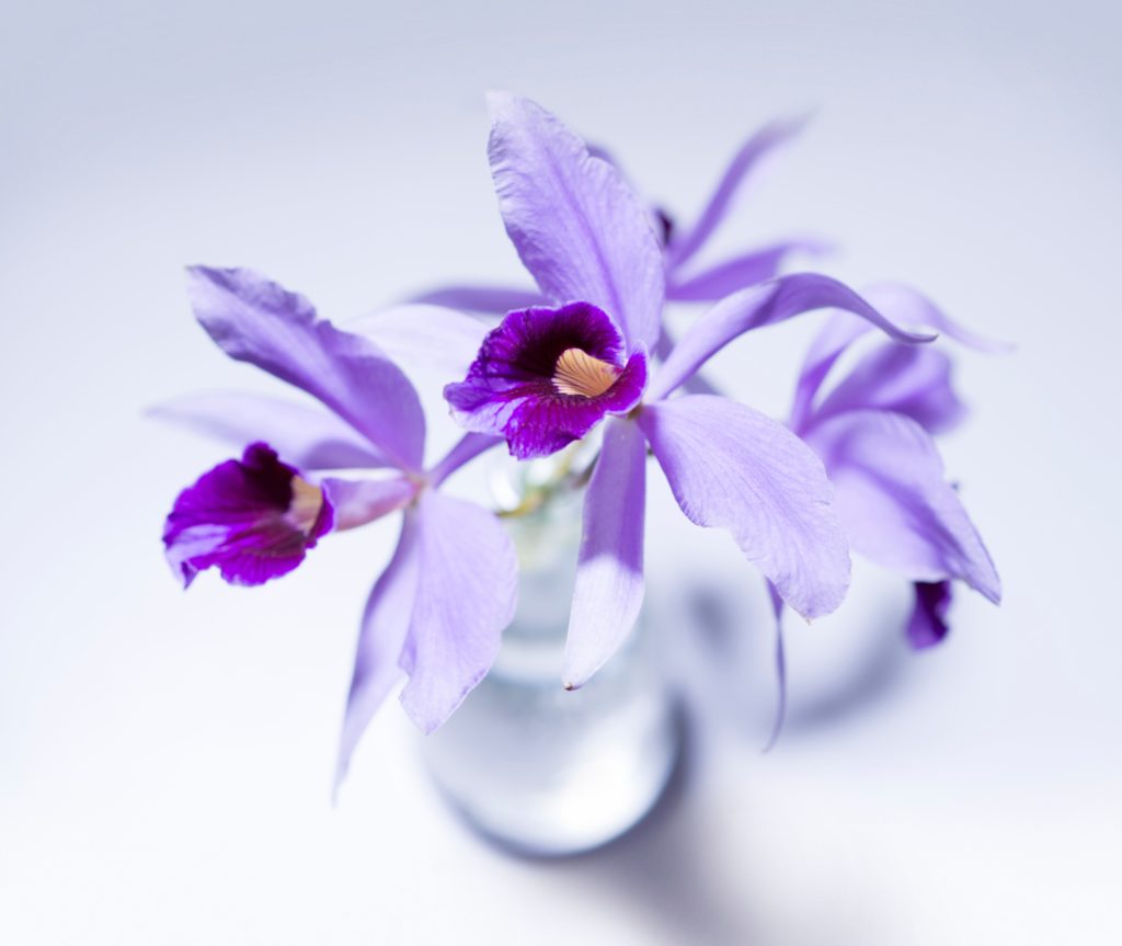 simplenotsimple_style_orchid